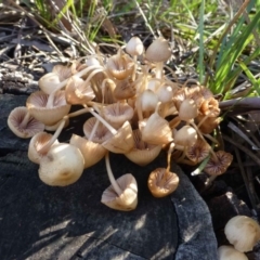 Mycena sp. at Acton, ACT - 1 Jul 2016 12:00 AM