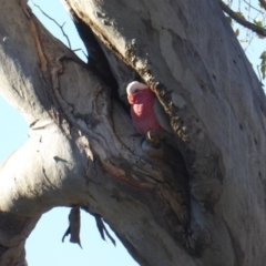 Eolophus roseicapilla (Galah) at O'Malley, ACT - 2 Jul 2016 by Mike