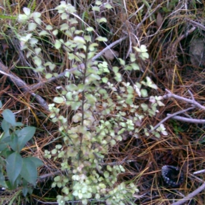 Pittosporum tenuifolium (Kohuhu) at Isaacs Ridge - 2 Jul 2016 by Mike