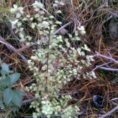 Pittosporum tenuifolium (Kohuhu) at Isaacs Ridge and Nearby - 2 Jul 2016 by Mike