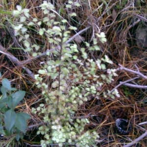 Pittosporum tenuifolium at Isaacs Ridge - 2 Jul 2016