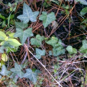 Hedera sp. (helix or hibernica) at Isaacs Ridge - 2 Jul 2016 04:17 PM