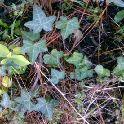 Hedera sp. (helix or hibernica) (Ivy) at Isaacs Ridge - 2 Jul 2016 by Mike