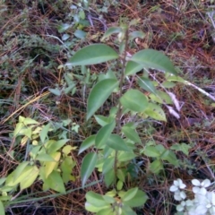 Ligustrum lucidum (Large-leaved Privet) at Isaacs Ridge - 2 Jul 2016 by Mike