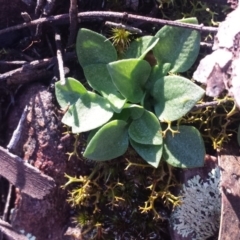 Speculantha rubescens (Blushing Tiny Greenhood) at Mount Jerrabomberra - 2 Jul 2016 by MattM