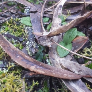 Chiloglottis sp. at Jerrabomberra, NSW - 2 Jul 2016