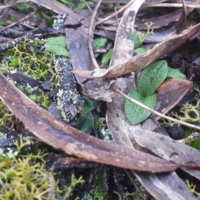 Chiloglottis sp. (A Bird/Wasp Orchid) at Jerrabomberra, NSW - 2 Jul 2016 by MattM