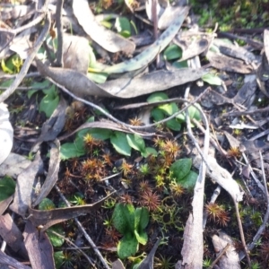 Chiloglottis sp. at Jerrabomberra, NSW - 2 Jul 2016