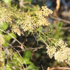 Cassinia quinquefaria (Rosemary Cassinia) at Yarralumla, ACT - 9 Mar 2016 by michaelb