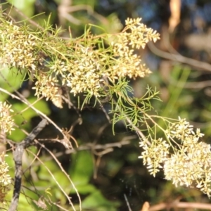 Cassinia quinquefaria at Yarralumla, ACT - 9 Mar 2016