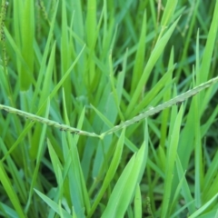 Paspalum distichum (Water Couch) at Yarralumla, ACT - 9 Mar 2016 by michaelb