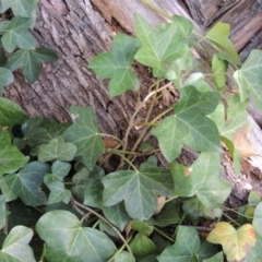 Hedera hibernica (Ivy) at Yarralumla, ACT - 9 Mar 2016 by michaelb