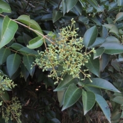 Ligustrum lucidum (Large-leaved Privet) at Blue Gum Point to Attunga Bay - 9 Mar 2016 by michaelb