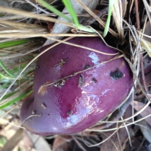 Protoglossum at Nicholls, ACT - 25 Jun 2016