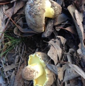 zz bolete at Nicholls, ACT - 11 Jun 2016