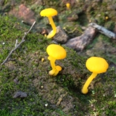 Lichenomphalia chromacea (Yellow Navel) at Percival Hill - 6 Jun 2016 by gavinlongmuir