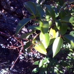 Ligustrum lucidum (Large-leaved Privet) at Isaacs, ACT - 3 Jul 2016 by Mike