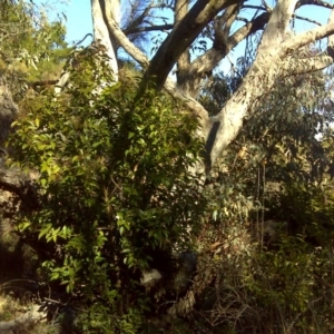 Ligustrum lucidum at Isaacs, ACT - 3 Jul 2016