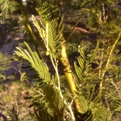 Acacia mearnsii at Jerrabomberra, ACT - 3 Jul 2016