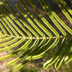 Acacia mearnsii at Jerrabomberra, ACT - 3 Jul 2016 03:52 PM