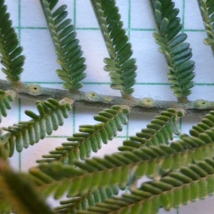 Acacia mearnsii at Jerrabomberra, ACT - 3 Jul 2016