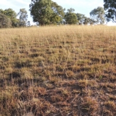 Bothriochloa macra (Red Grass, Red-leg Grass) at Lake Burley Griffin West - 9 Mar 2016 by michaelb