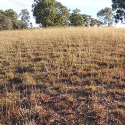 Bothriochloa macra (Red Grass, Red-leg Grass) at Yarralumla, ACT - 9 Mar 2016 by MichaelBedingfield