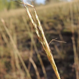 Bothriochloa macra at Yarralumla, ACT - 9 Mar 2016