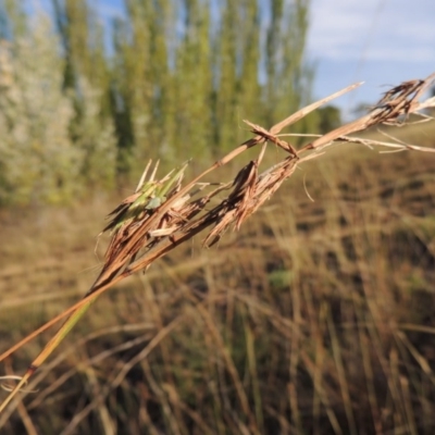 Cymbopogon refractus (Barbed-wire Grass) at Lake Burley Griffin West - 9 Mar 2016 by michaelb