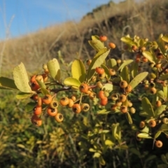 Pyracantha sp. (Firethorn) at Lake Burley Griffin West - 9 Mar 2016 by MichaelBedingfield