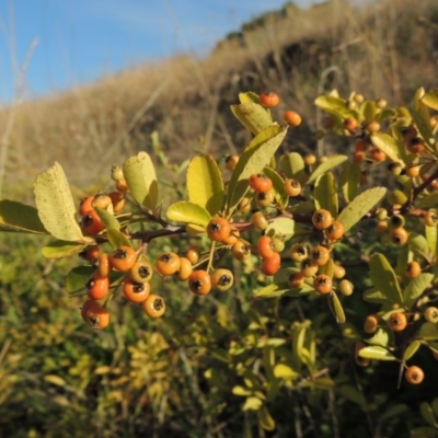 Pyracantha sp. (Firethorn) at Yarralumla, ACT - 9 Mar 2016 by michaelb