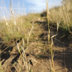 Austrostipa bigeniculata (Kneed Speargrass) at Blue Gum Point to Attunga Bay - 9 Mar 2016 by michaelb