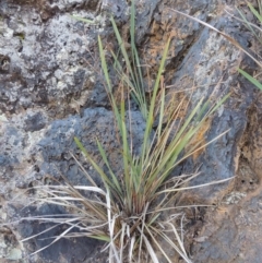 Dianella revoluta var. revoluta (Black-Anther Flax Lily) at Blue Gum Point to Attunga Bay - 9 Mar 2016 by michaelb