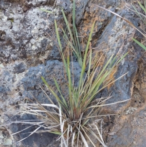 Dianella revoluta var. revoluta at Yarralumla, ACT - 9 Mar 2016 06:35 PM