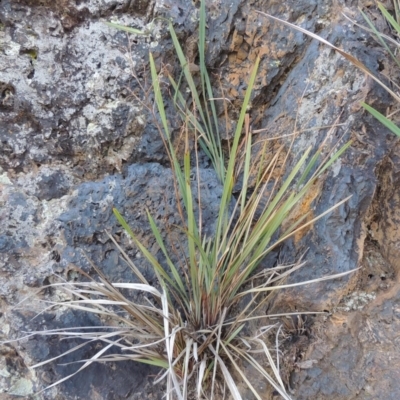 Dianella revoluta var. revoluta (Black-Anther Flax Lily) at Blue Gum Point to Attunga Bay - 9 Mar 2016 by michaelb