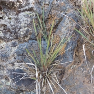 Dianella revoluta var. revoluta at Yarralumla, ACT - 9 Mar 2016 06:35 PM