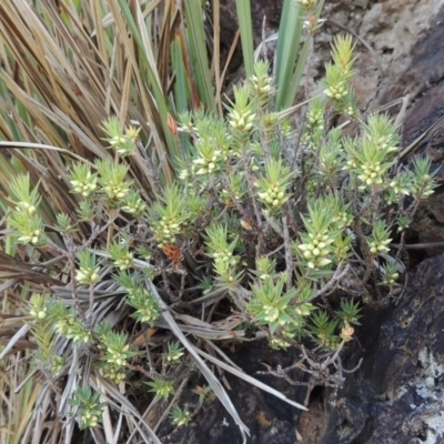 Melichrus urceolatus (Urn Heath) at Lake Burley Griffin West - 9 Mar 2016 by michaelb