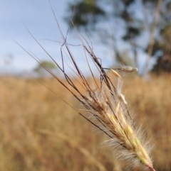 Dichanthium sericeum (Queensland Blue-grass) at Lake Burley Griffin West - 9 Mar 2016 by michaelb