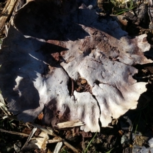 Calvatia sp. at Watson, ACT - 1 Jul 2016