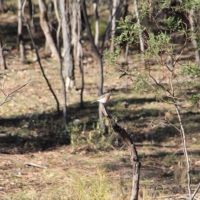 Petroica boodang (Scarlet Robin) at Mount Majura - 1 Jul 2016 by petersan