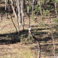 Petroica boodang (Scarlet Robin) at Mount Majura - 1 Jul 2016 by petersan