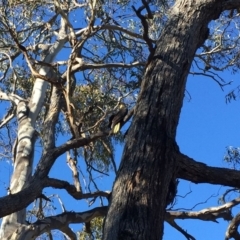 Zanda funerea at Watson, ACT - 3 Jul 2016 11:49 AM