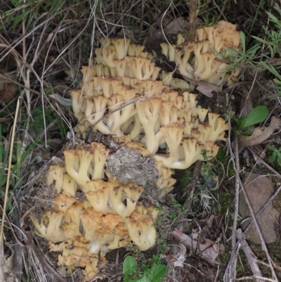 Ramaria capitata var. capitata (Pale cauliflower coral) at Tidbinbilla Nature Reserve - 4 Jul 2016 by MattM