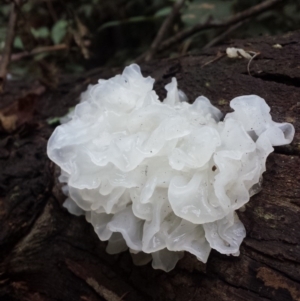 Tremella fuciformis at Paddys River, ACT - 4 Jul 2016