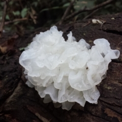 Tremella fuciformis (Snow Fungus) at Paddys River, ACT - 4 Jul 2016 by MattM