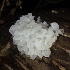 Tremella fuciformis at Paddys River, ACT - 4 Jul 2016