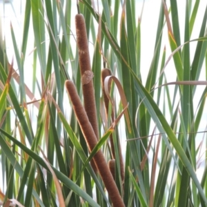 Typha domingensis at Yarralumla, ACT - 9 Mar 2016 06:42 PM