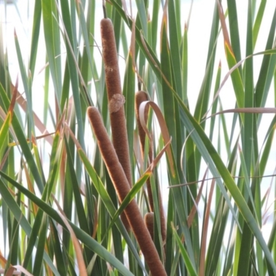 Typha domingensis (Bullrush) at Blue Gum Point to Attunga Bay - 9 Mar 2016 by michaelb