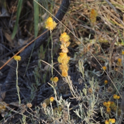Chrysocephalum apiculatum (Common Everlasting) at Lake Burley Griffin West - 9 Mar 2016 by MichaelBedingfield