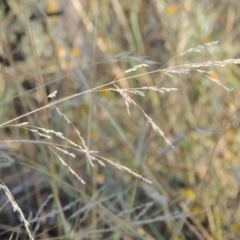 Poa sieberiana (Poa Tussock) at Yarralumla, ACT - 9 Mar 2016 by michaelb